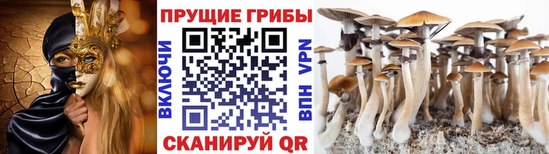 мориарти клад  Онега  Галлюциногенные грибы мицелий 